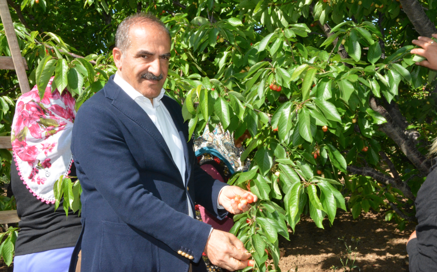 Uçak: Don kirazı, kiraz ihracatı vurdu